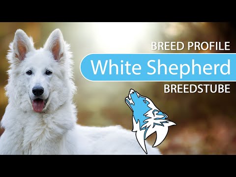 ► White Swiss Shepherd Dog Breed [2020] Temperament & Personality