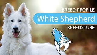 ► White Swiss Shepherd Dog Breed [2020] Temperament & Personality