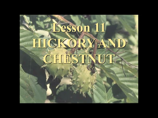 Lesson 11 Chestnut Buckeye class=