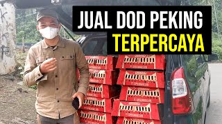 Bibit Bebek Peking DOD Unggulan TERMURAH