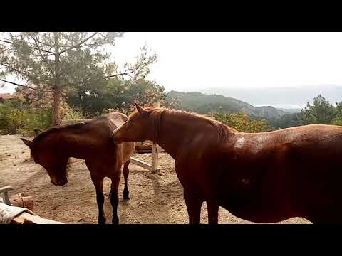 Video: Atlarda Təyin Olmayan Tapınaqlar