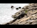 Smooth Otters N Malayan Water Monitor Lizard- Sungei Serangoon Singapore