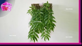 12Mounting Dendrobium aphyllum keikis Orchid update 12 (2019/07)
