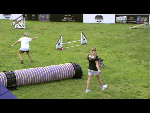 Video: Purina Incredible Dog Challenge 2011 - Resultater