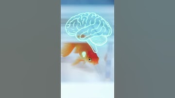 Do Goldfish Really Have a 3-Second Memory? 🐟🤯#HowSimple #ScienceFacts #Goldfish #Facts #Curiosity