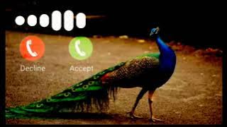 New ringtone 2022 | Mor , peacock ringtone, sms tone,flut tune #trending #ringtone