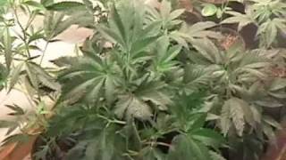 Medical Cannabis - MediGrow Update - pt 1