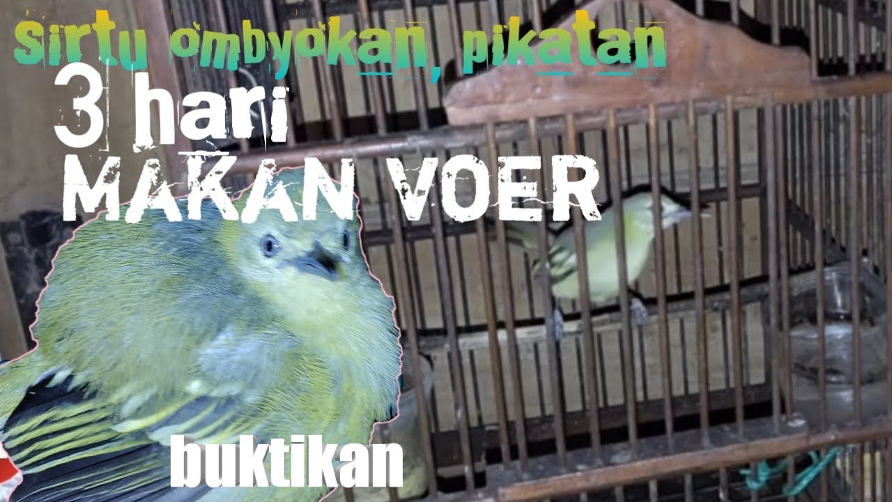 Cara Merawat Burung Sirtu Hasil Pikatan Agar Tidak Mati - Youtube