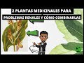 2 PLANTAS MEDICINALES PARA LOS PROBLEMAS RENALES Y CÓMO COMBINARLAS