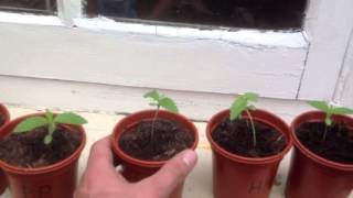 Outdoor Cannabis Grow 2013 pt1