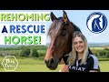 Rehoming a Rescue Horse! World Horse Welfare | AD This Esme