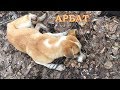 Арбат - история спасения искалеченного пса