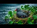 24/7 Relaxing Rain: Mother Bird & Chicks in Violent Storm | Nature Live
