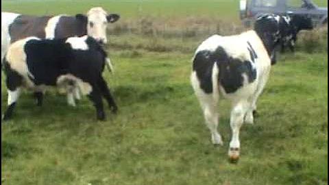 Video 768011: pure british, british blue