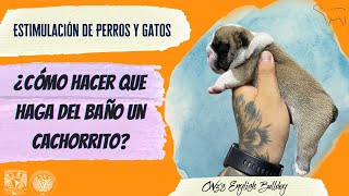 Estimular a los cachorros para que hagan del baño.