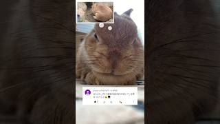 パソコンで現場の設計図を作成するうさぎの親方 #rabbit #bunny #ウサちゃん