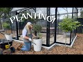 Planting proven winners annuals florets dahlias and tomatoes  dig plant water repeat