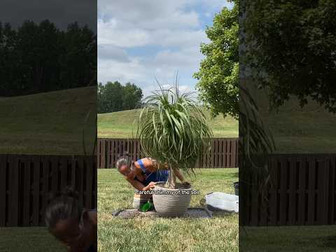 Video: Growing Ponytail Palm în aer liber - Cum să crești o Ponytail Palm în exterior