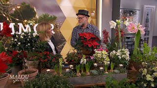 Bosse Rappne visar julens ljuvligaste blommor - Malou Efter tio (TV4)