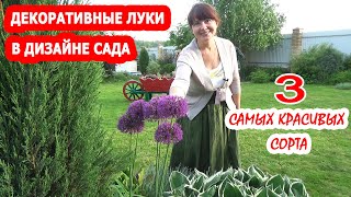 ДЕКОРАТИВНЫЕ ЛУКИ в ДИЗАЙНЕ МОЕГО САДА! Лук АЛЛИУМ: афлатунский лук, шнитт лук, неаполитанский лук!