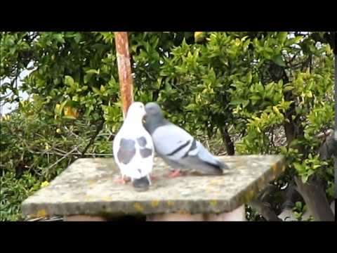 ACASALAMENTO - Mating Behaviour / POMBAS - Doves
