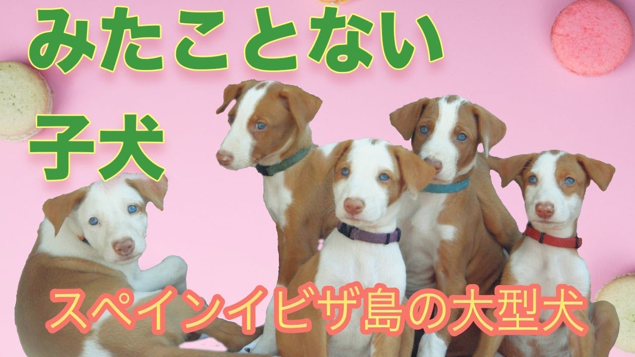 超珍しいイビザンハウンド子犬 ブリーダー訪問 Ibizan Hound Puppy Breeder Podenco Ibicenco Youtube 超珍しいイビザンハウンド子犬 ブリーダー訪問 Ibizan Hound Puppy Breeder Podenco Ibicenco Youtube