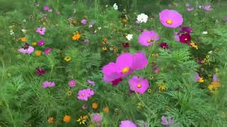 How I made a beautiful wildflower meadow from my lawn. It’s easy.