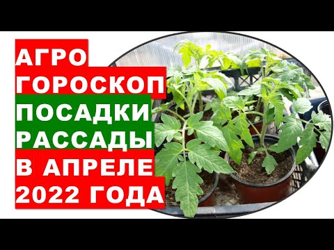 Агрогороскоп посадки рассады в теплицы и в открытом грунте в апреле 2022 года