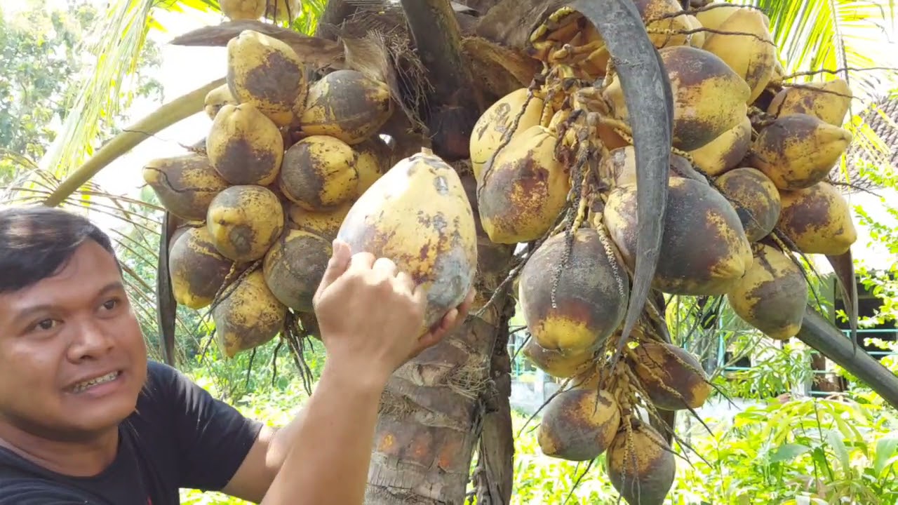 Cara Ampuh Memilih Kelapa Kopyor.