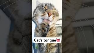Why a cat’s spiky tongue never hurts itself?! #animals #cattongue #foryou #fyp #cat