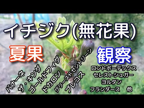 イチジクの夏果観察と 少し剪定 Youtube