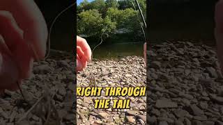 How To Rig Crawfish As LIVE Bait #fishing #crawfish #bass #fish