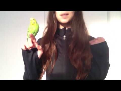 Vidéo: Comment Apprendre à Une Perruche à Parler ?