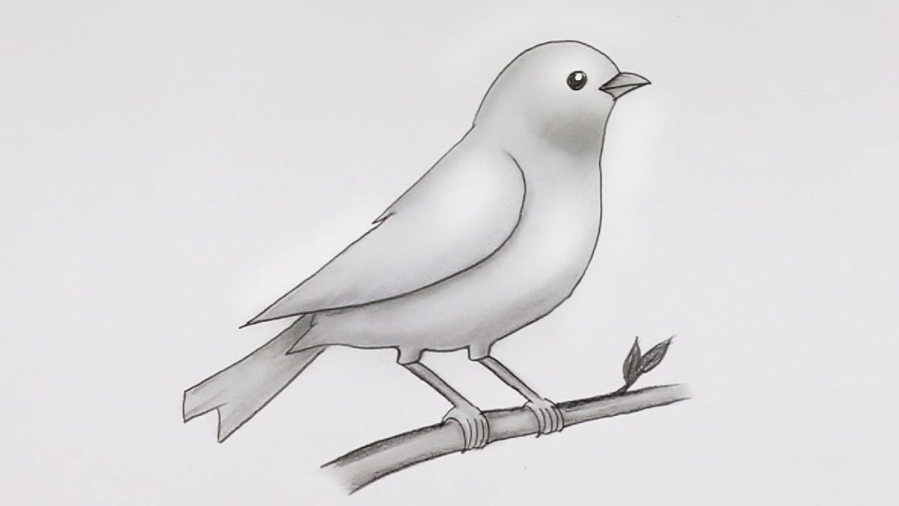 how to draw a bird