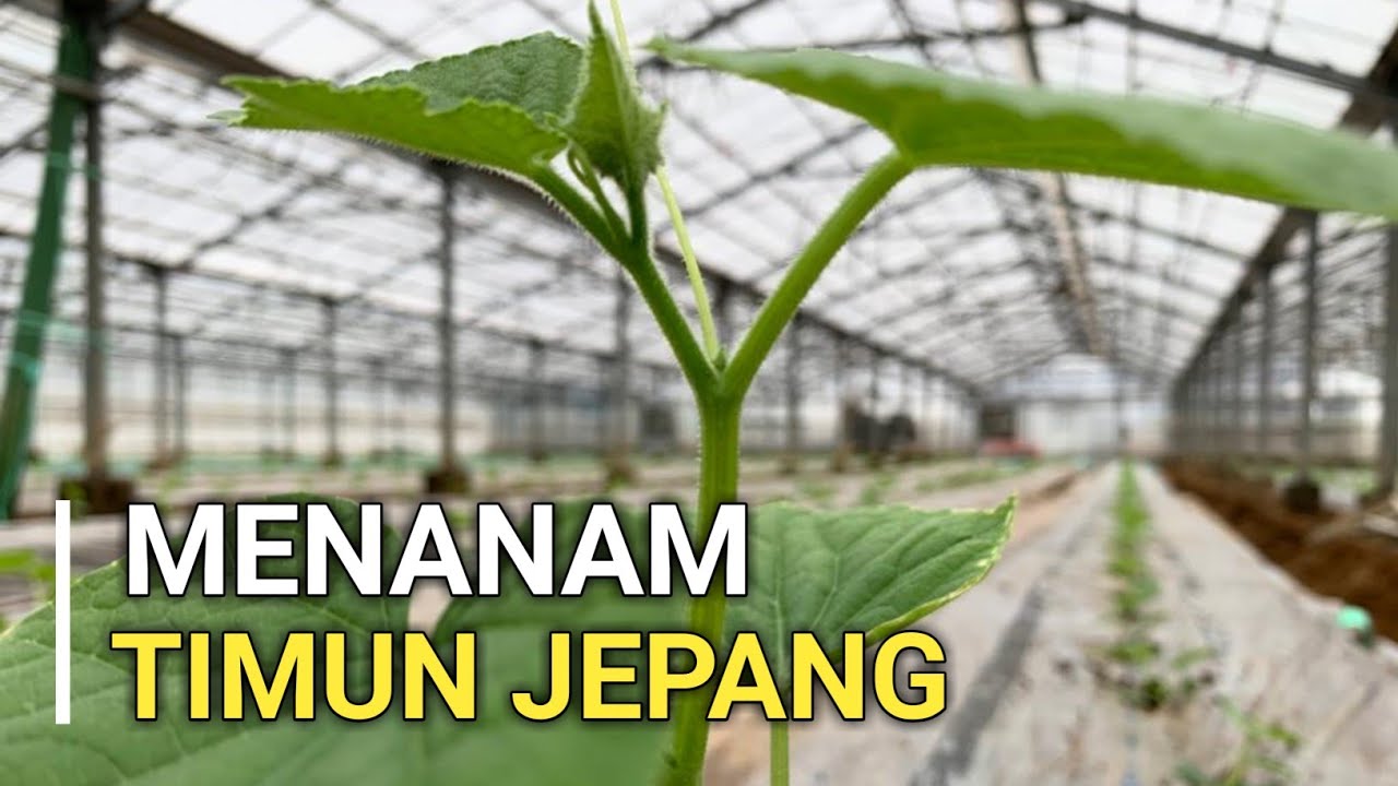 Ternyata Begini Pertanian Di Jepang CURHAT YouTube Ternyata Begini Pertanian Di Jepang CURHAT YouTube