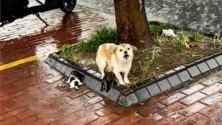 Брошенная Мать-Собака Под Проливным Дождем Просто Хочет Защитить Своих Малышей
