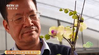 《共富经》 20250316 鲜花卖进城 四季无闲日 | 农业致富经 Agriculture And Farming