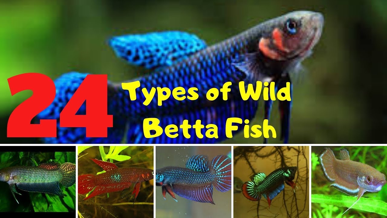 24 types of wild betta fish - YouTube