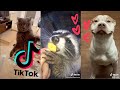 Cute&Funny Animals of TikTok Compilation [2021] ~ Racoons take over 🦝