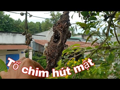 Cận Cảnh Chim