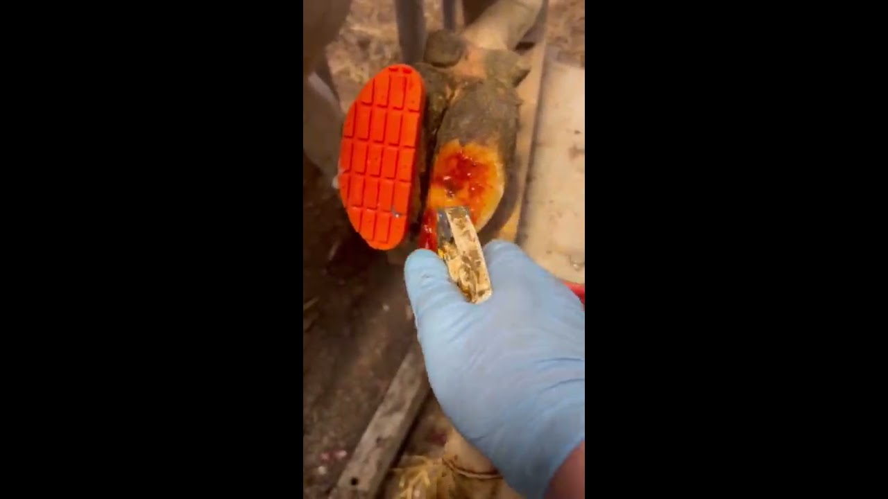 Cow In AWFUL Pain 