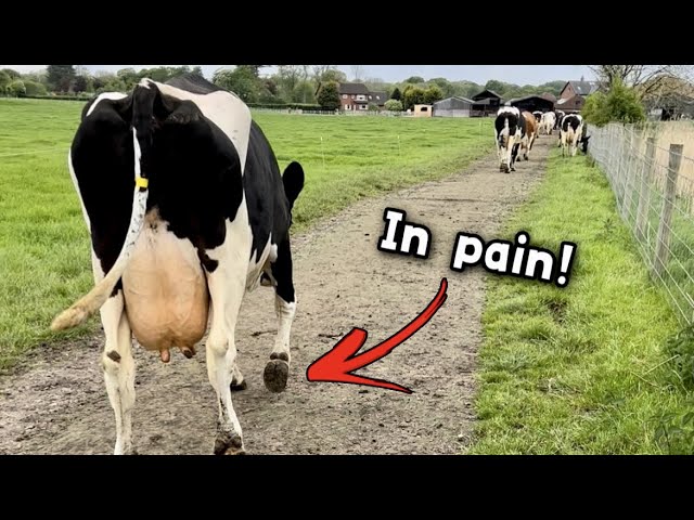 Cow in AWFUL pain!! class=
