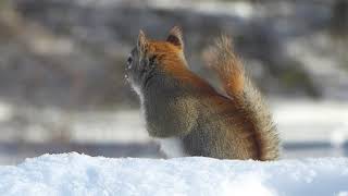 Talkative squirrel eats snow