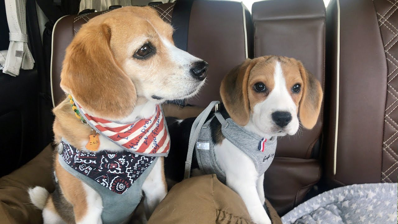 【犬の社会化】散歩にドライブ～子犬の頃から色んな事に慣れましょう【ビーグル多頭飼い】Beagle Puppy