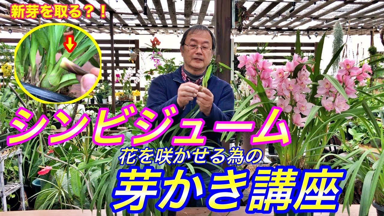 洋蘭 シンビジューム シンビジウム の芽かき講座 花を咲かせる為に心を鬼にして解説します Cymbidium Youtube