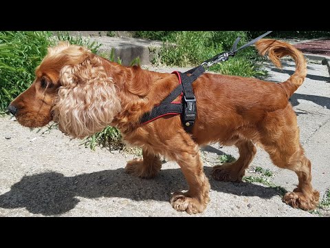 Video: Rasa De Câine Cocker Spaniel American Hipoalergenic, Sănătate și Durată De Viață