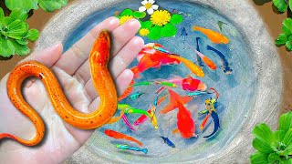 Amazing Catch Baby Eels In Eggs, Carp Fish, Guppies, Koi, Three Tailed Fish | Video Fishing