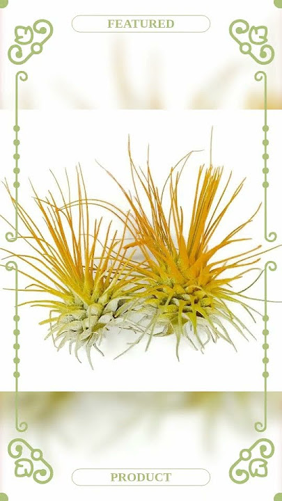 Thin Air Plant, Guatemala Tillandsia Live Airplant, Healthy Arrival Guaranteed, Great Indoor Plan...