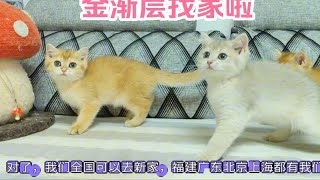 五一快乐呀，金渐层小朋友便宜找家啦！全国都可以去新家 by  Jasmine Ragdoll 9 views 2 days ago 2 minutes, 9 seconds