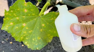 Here is a simple remedy for yellowing cucumbers! Protection against diseases on cucumbers! Hydrogen